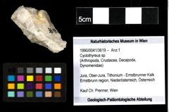 Foto (Objekt + Etiketten) von Cyclothyreus sp. 